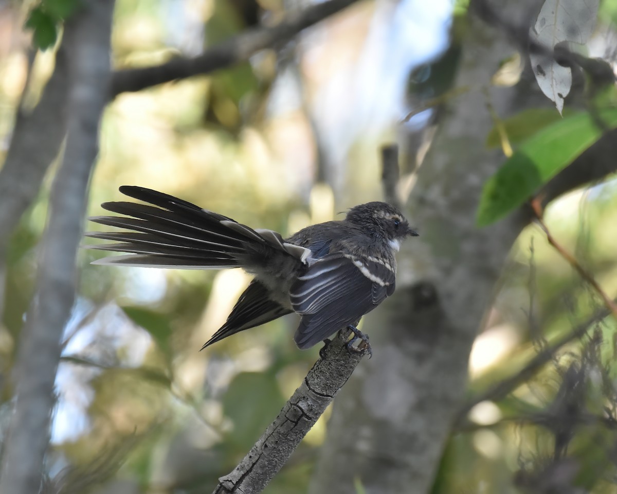 Серая веерохвостка - ML646886767
