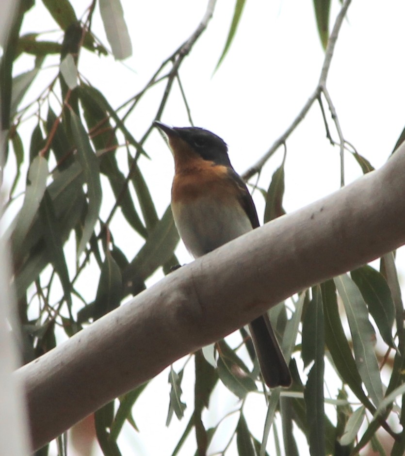 Monarque satiné - ML646886768