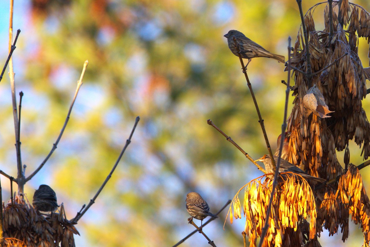 Мексиканская чечевица - ML646886769