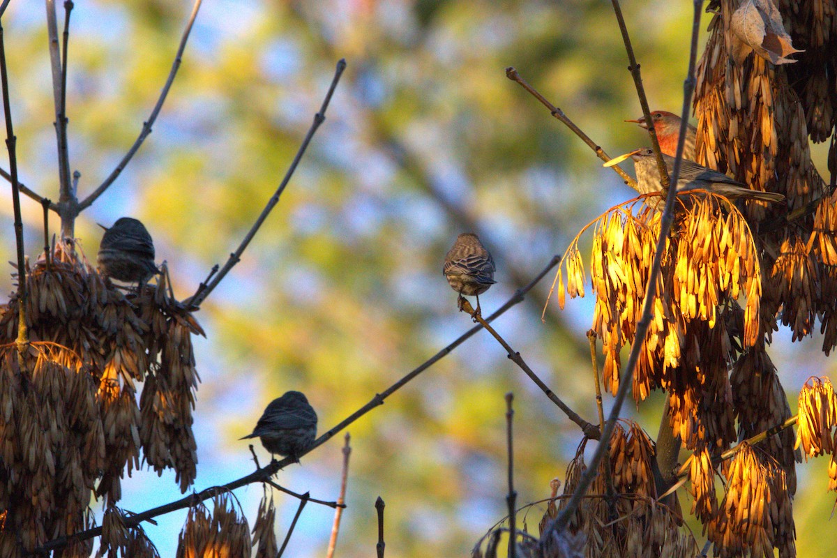 Мексиканская чечевица - ML646886770