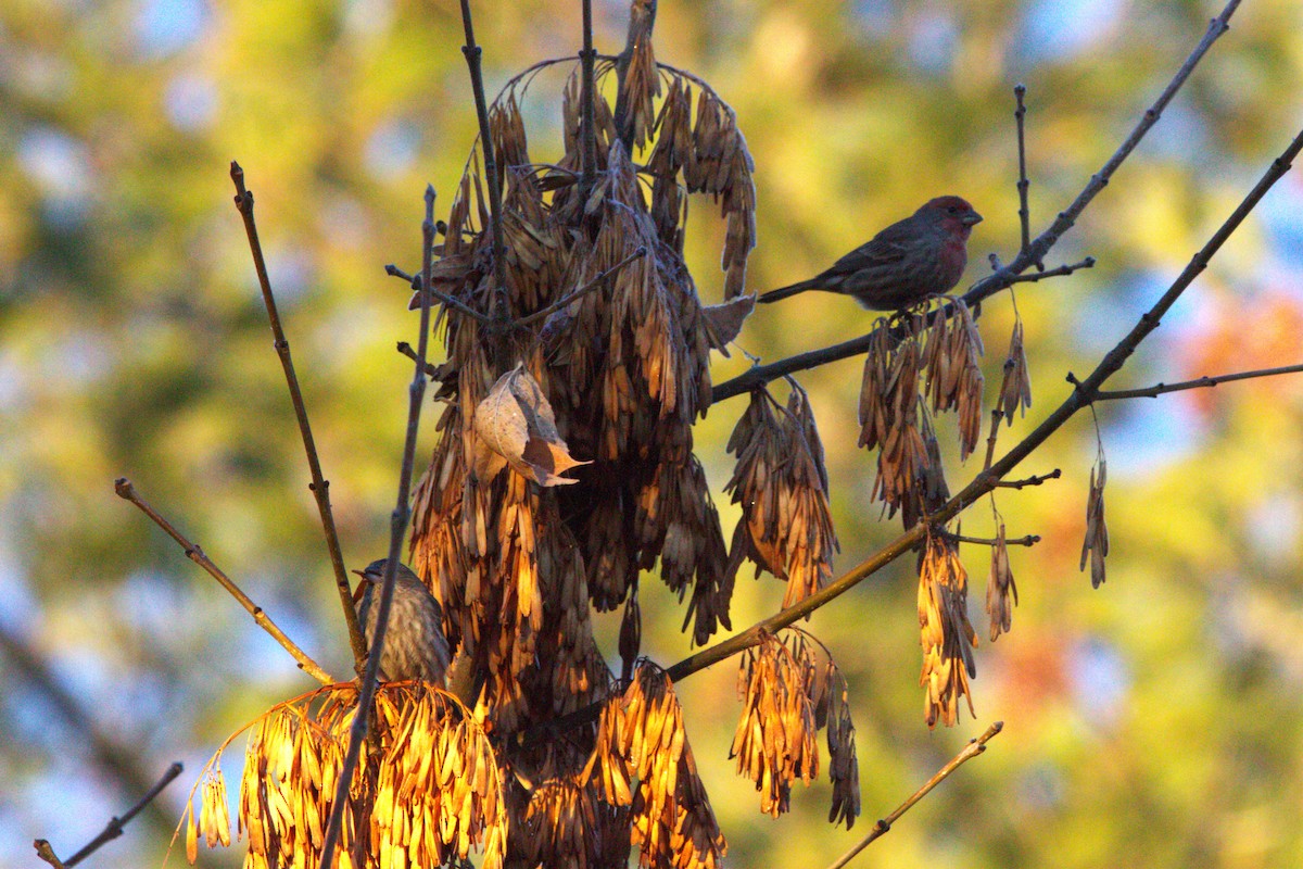 Мексиканская чечевица - ML646886771