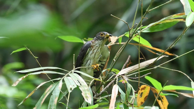 Малайская кукушка - ML646886772