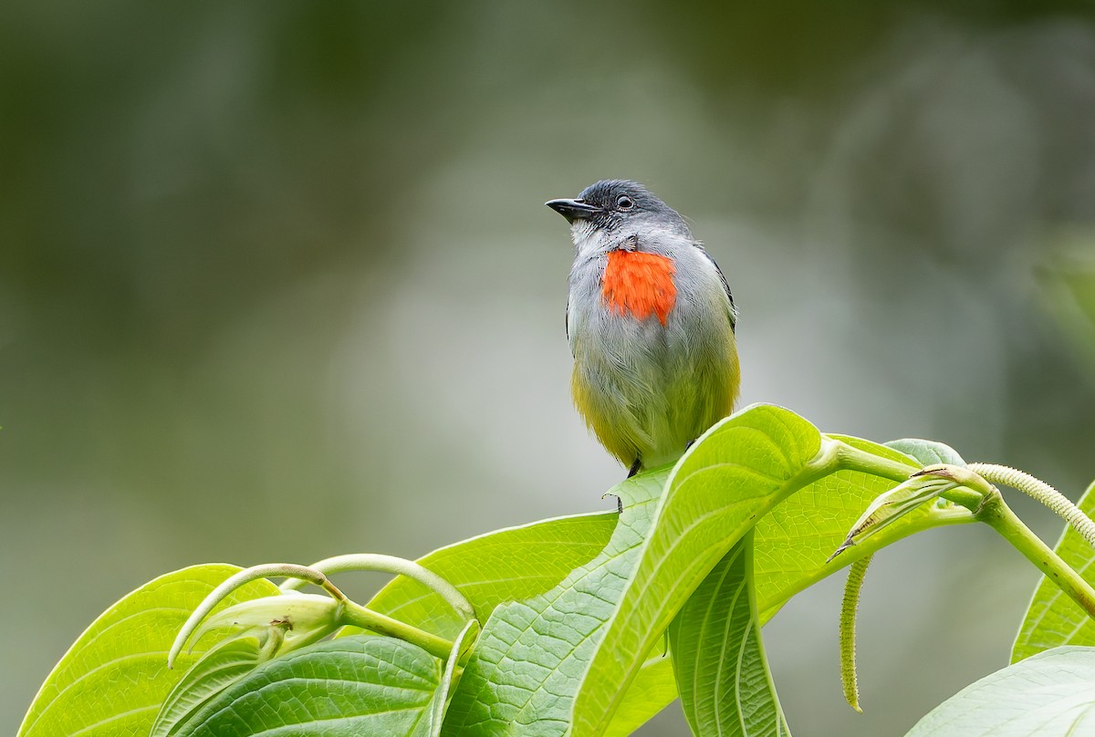 Огненногрудый цветоед - ML646886773