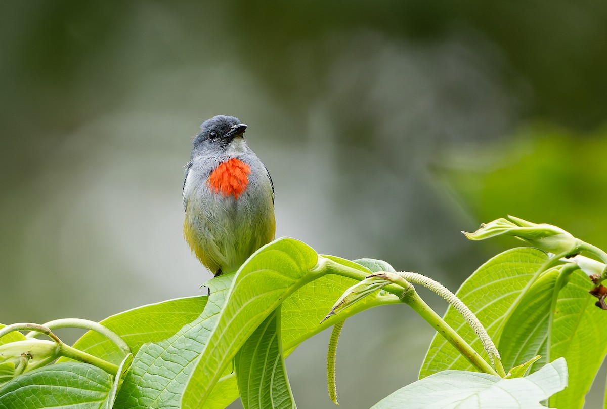 Огненногрудый цветоед - ML646886774