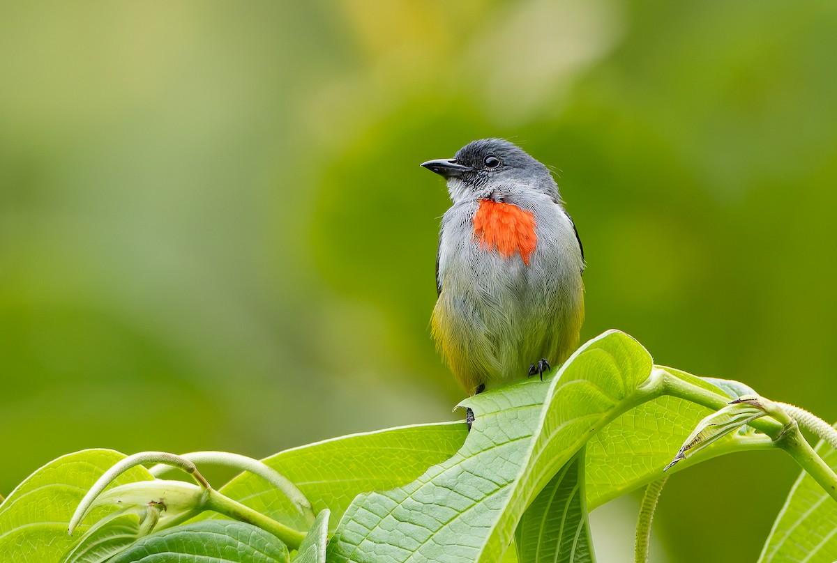 Огненногрудый цветоед - ML646886775