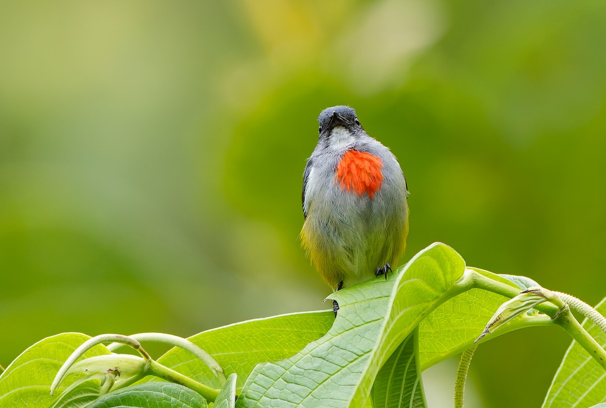 Огненногрудый цветоед - ML646886776