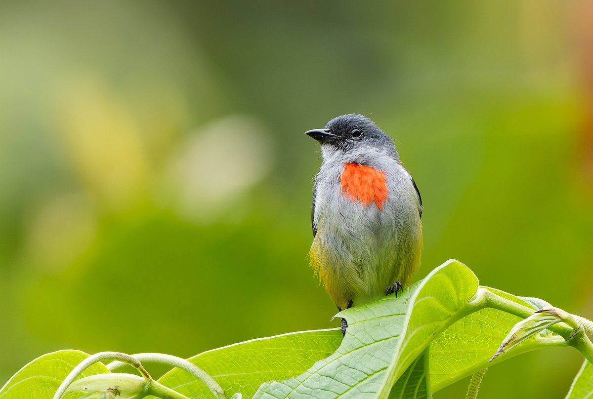 Огненногрудый цветоед - ML646886777