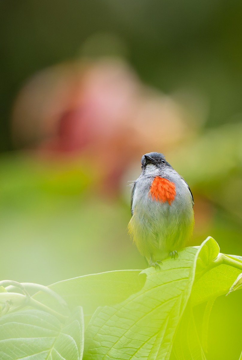 Огненногрудый цветоед - ML646886778