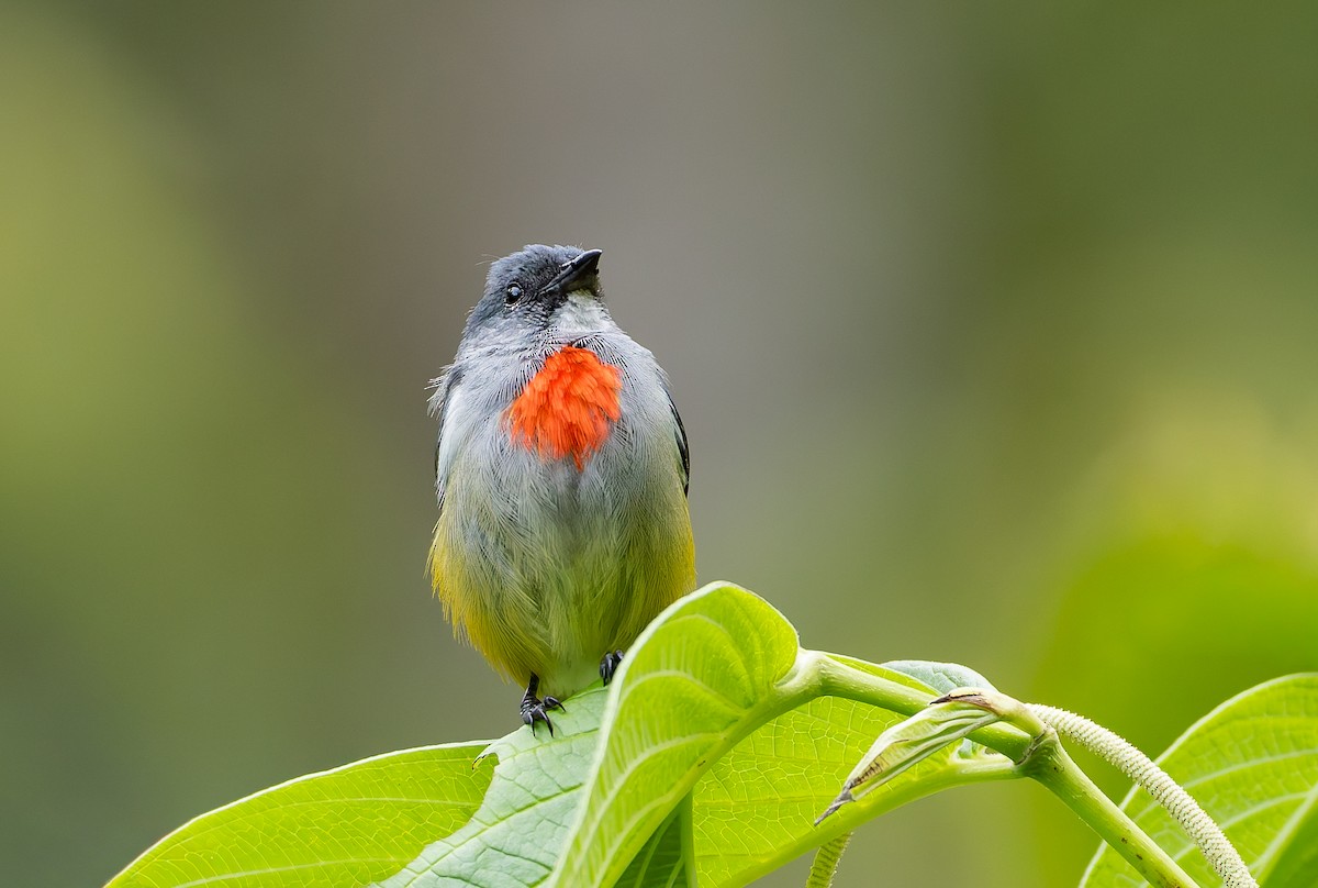 Огненногрудый цветоед - ML646886779