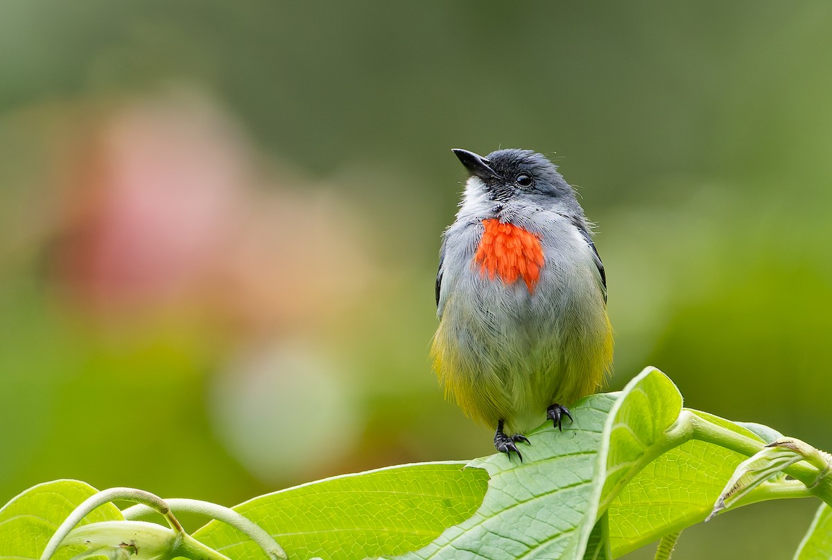 Огненногрудый цветоед - ML646886780