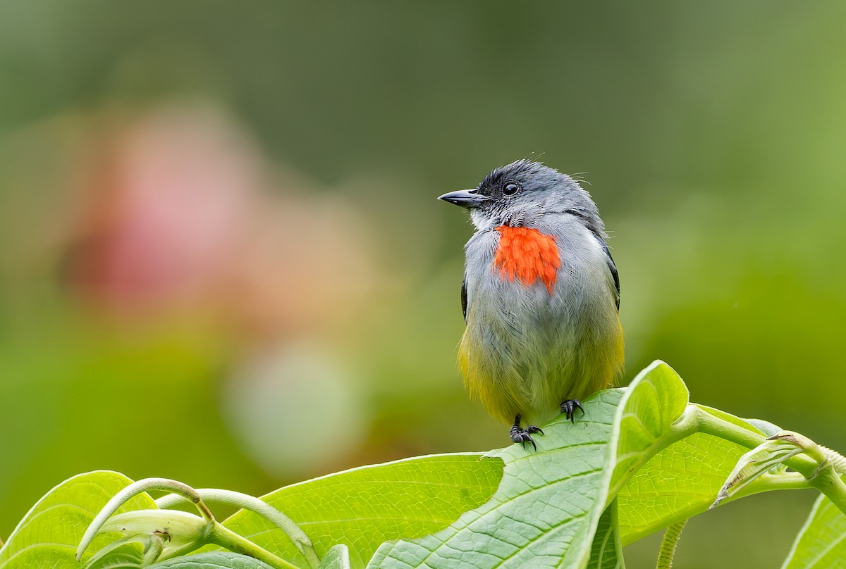 Огненногрудый цветоед - ML646886781