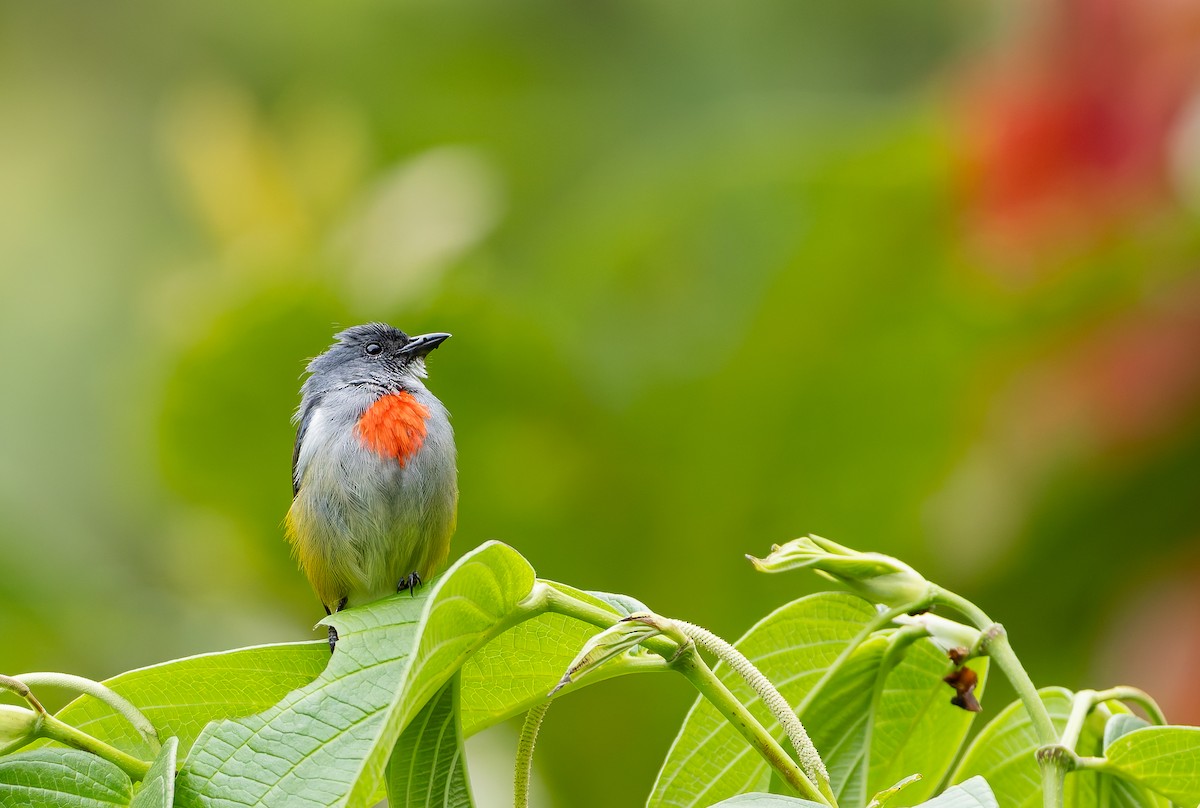 Огненногрудый цветоед - ML646886782