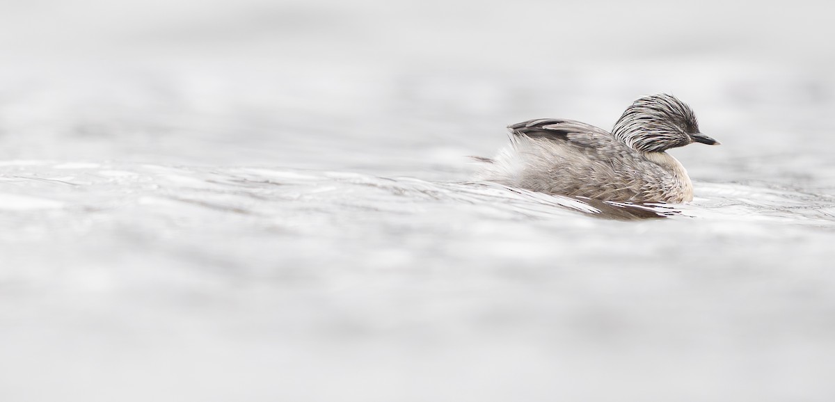 Седоголовая поганка - ML646886783