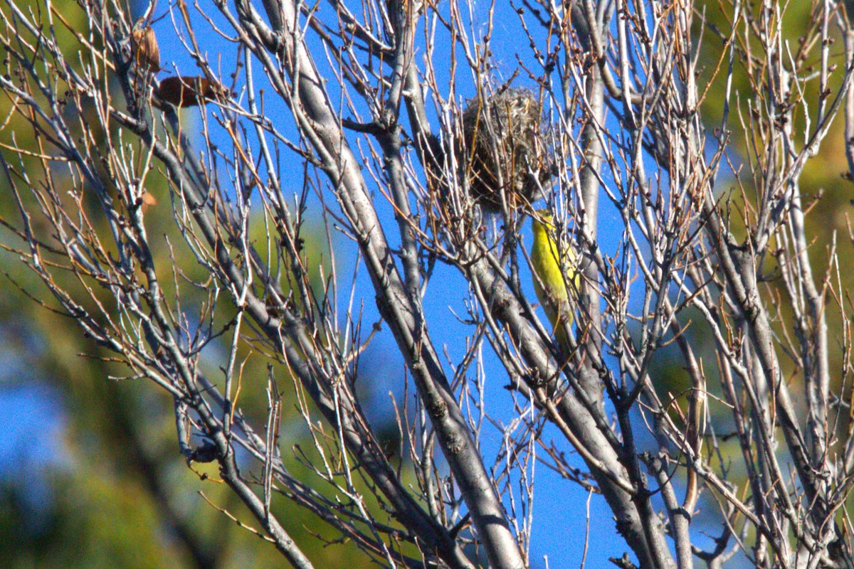 Мексиканский чиж - ML646886784