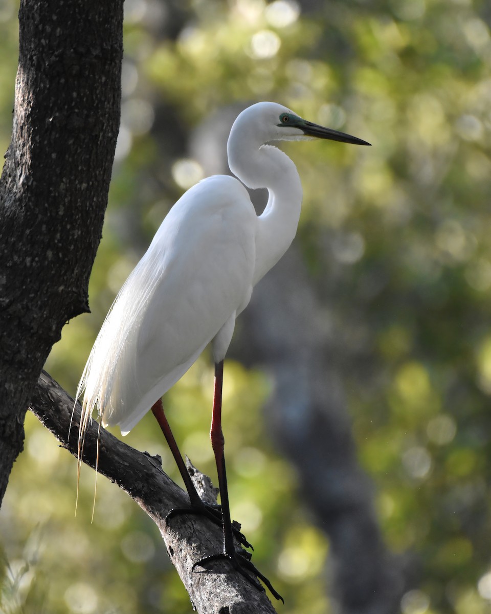 Большая белая цапля - ML646886786