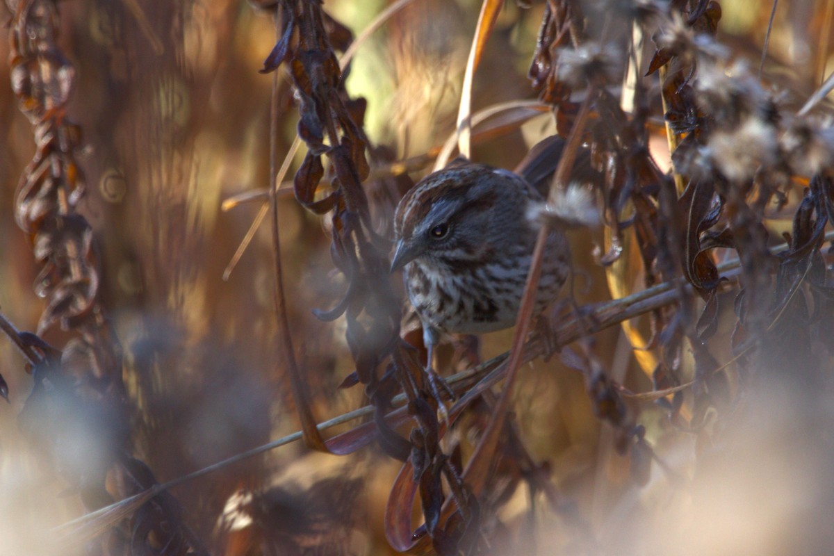Певчая овсянка - ML646886788