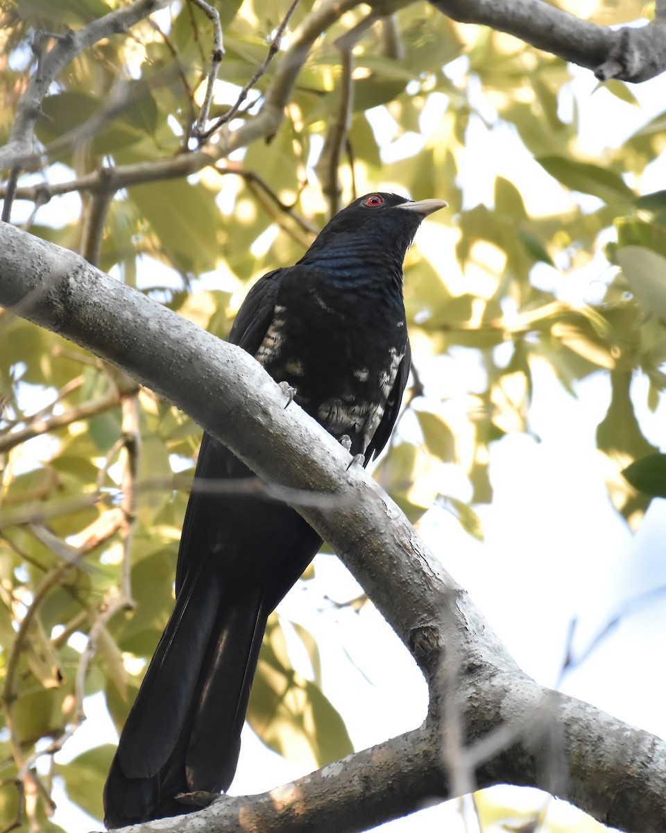 Тихоокеанский коэль - ML646886790