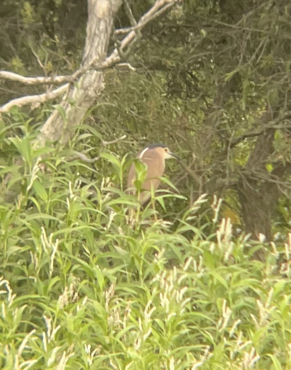 Рыжая кваква - ML646886792