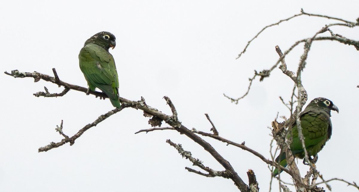 Чешуйчатый амазонет - ML646886793