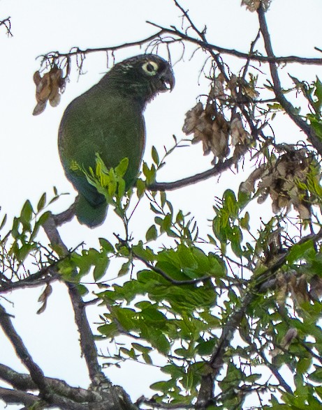 Чешуйчатый амазонет - ML646886794