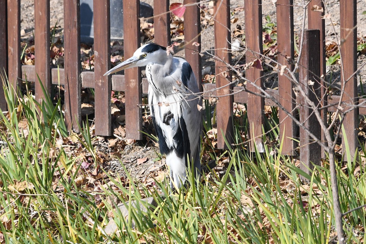 Серая цапля - ML646886795