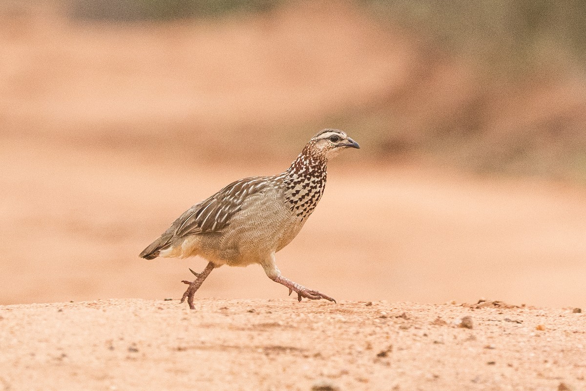 Хохлатый франколин - ML646886798