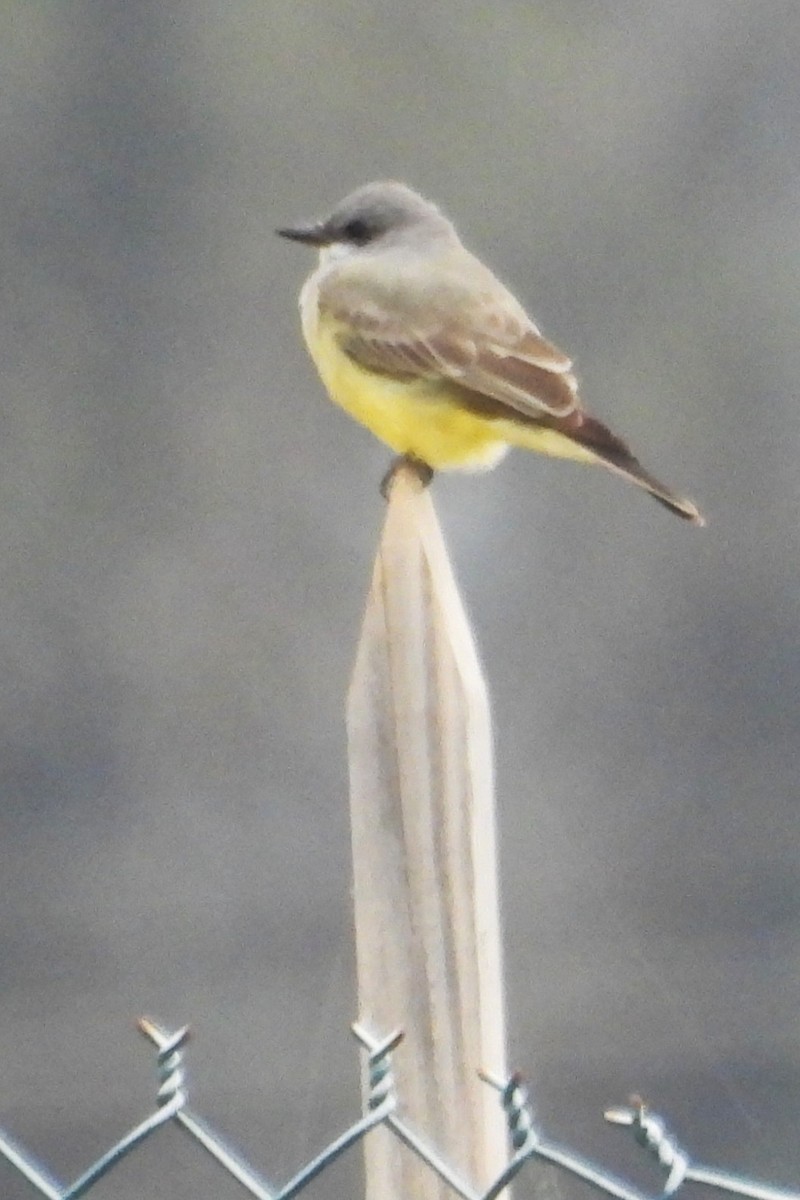 Серогрудый тиранн - ML646886799