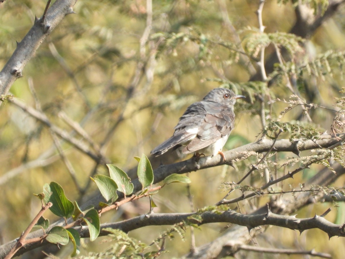 Воробьиная кукушка - ML646886800