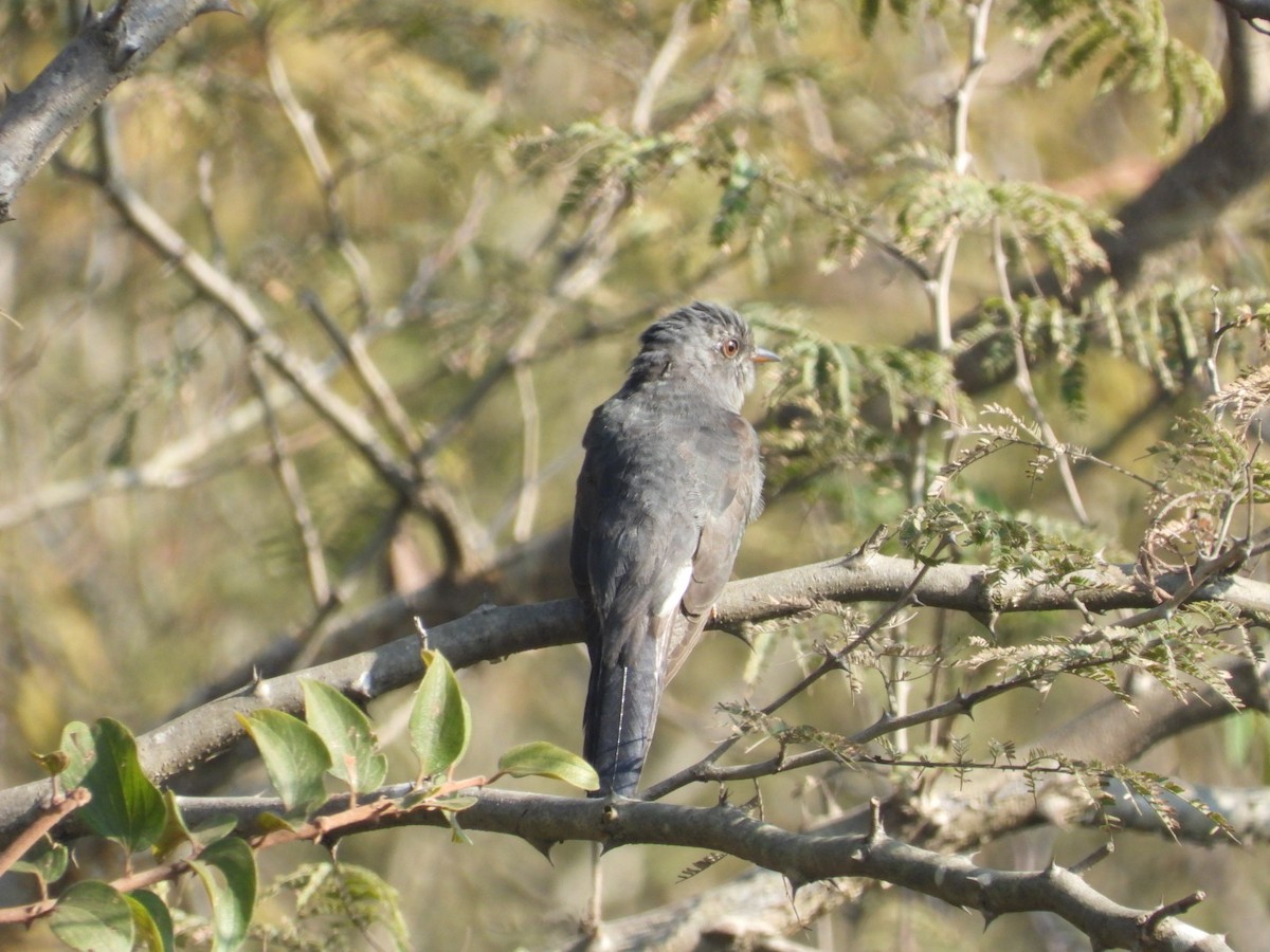 Воробьиная кукушка - ML646886801