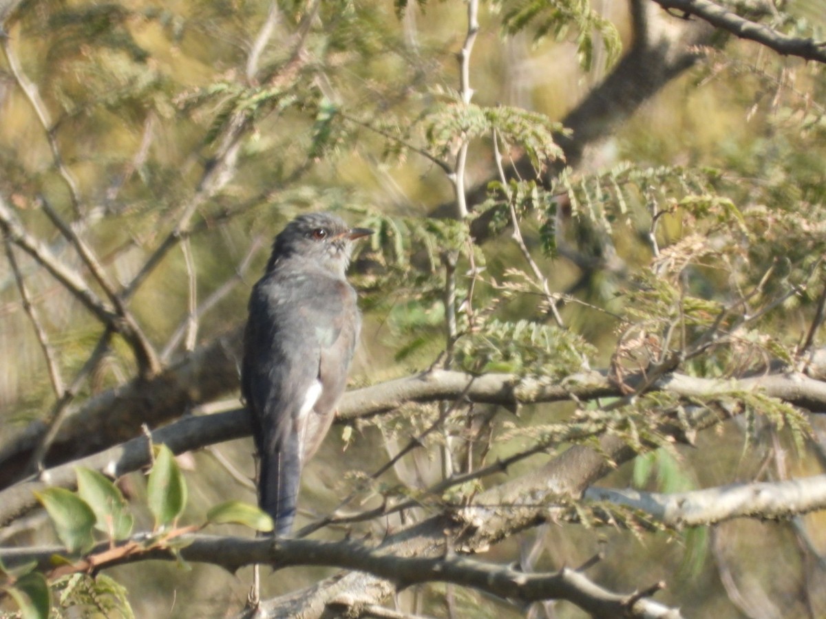 Воробьиная кукушка - ML646886802