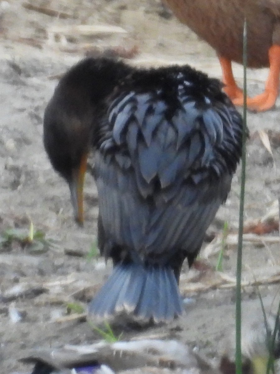 Ушастый баклан - ML646886804