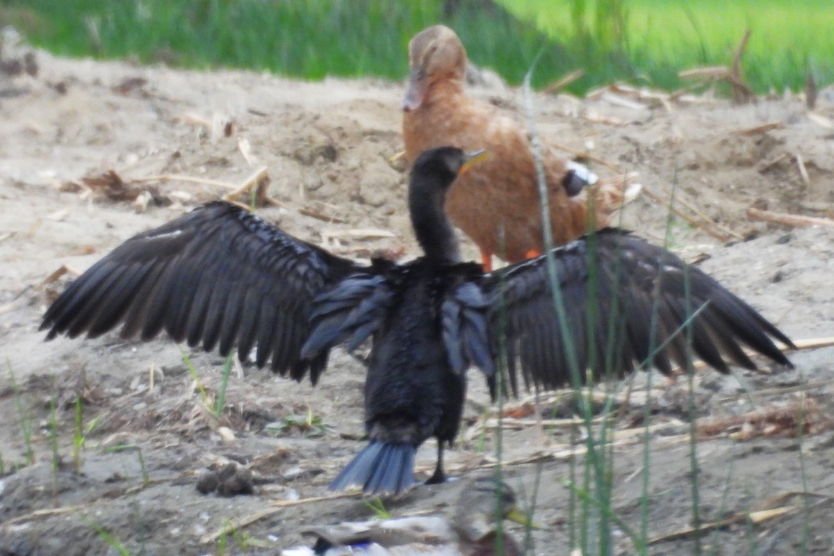 Ушастый баклан - ML646886805