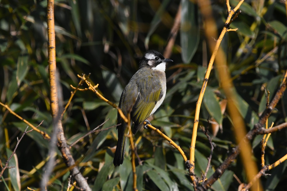 Китайский бюльбюль - ML646886806