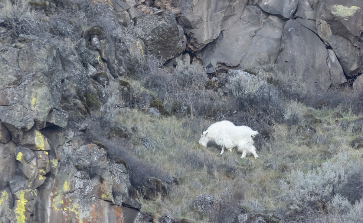 Mountain Goat - ML646886807