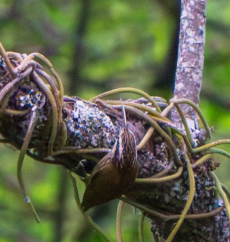 Узкоклювый древолаз - ML646886808