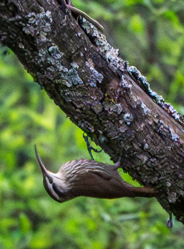 Узкоклювый древолаз - ML646886809