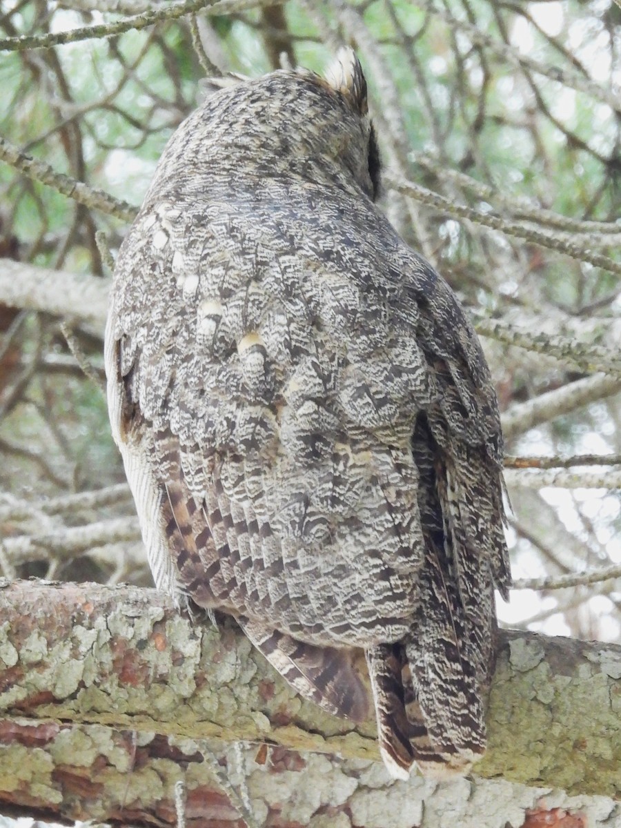 Виргинский филин - ML646886810