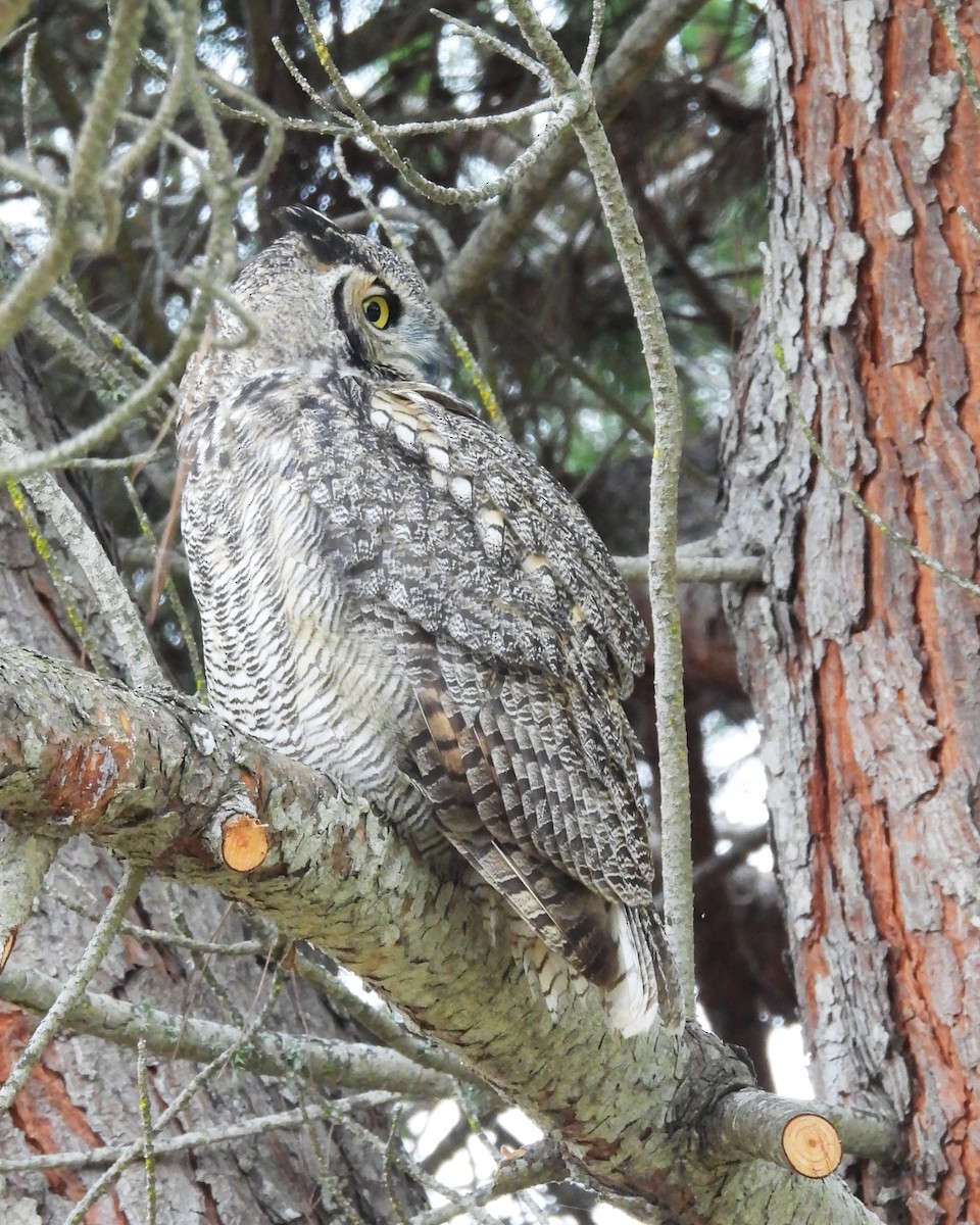 Виргинский филин - ML646886811