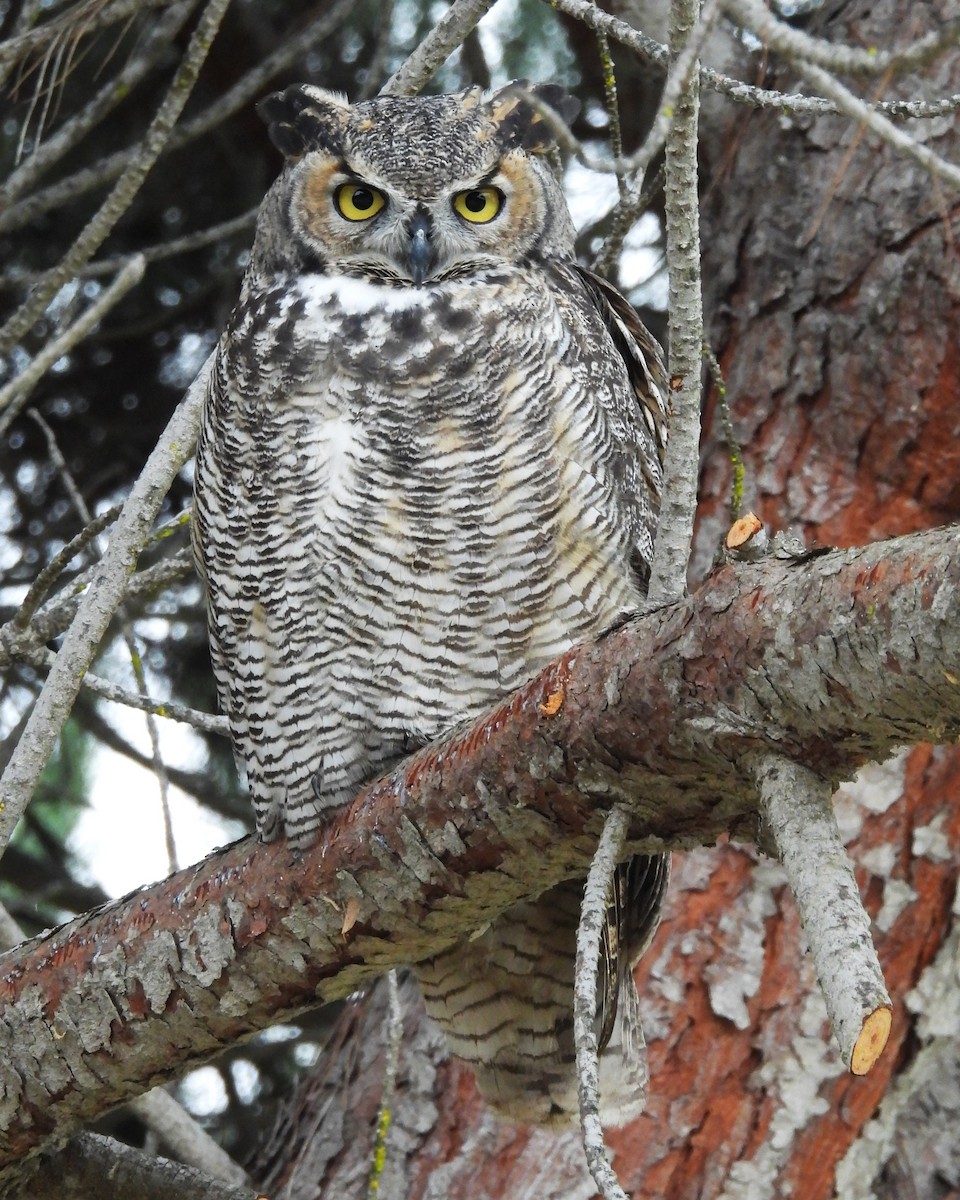 Виргинский филин - ML646886812