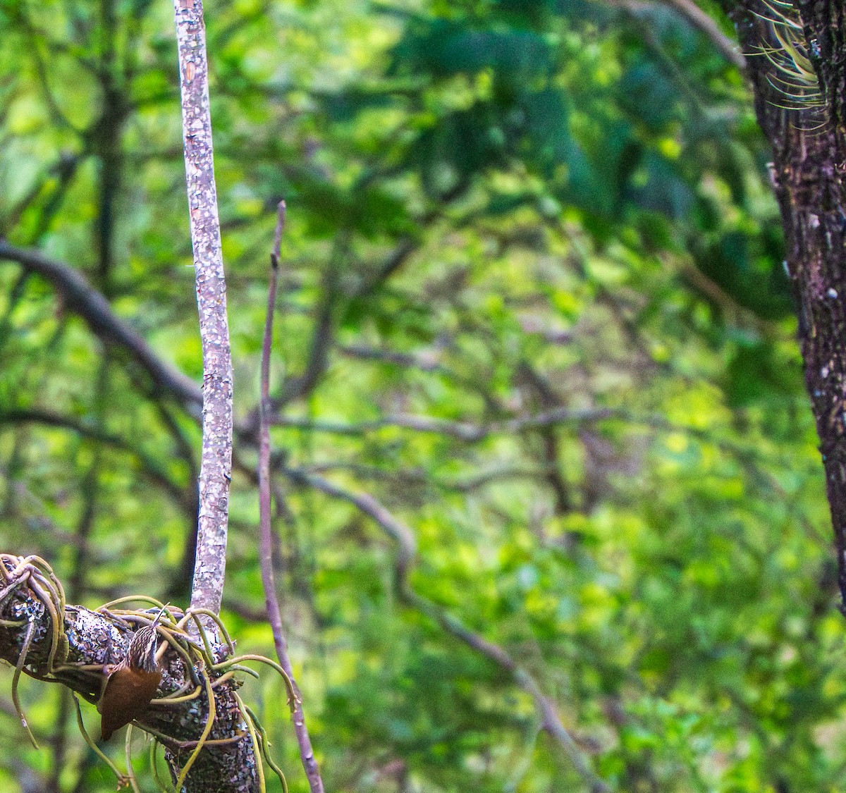 Узкоклювый древолаз - ML646886813