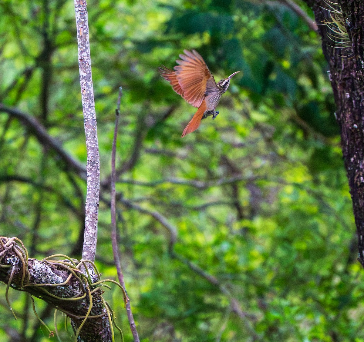 Узкоклювый древолаз - ML646886814