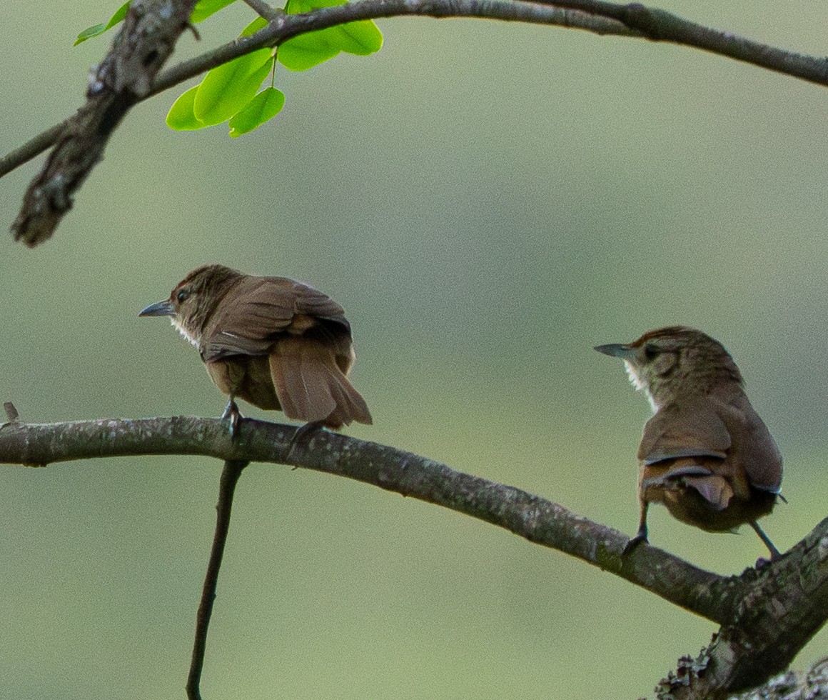 Рыжелобый эспинеро - ML646886820