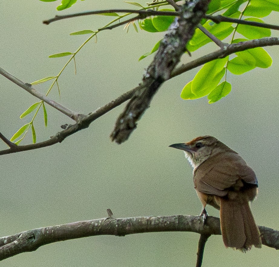 Рыжелобый эспинеро - ML646886821