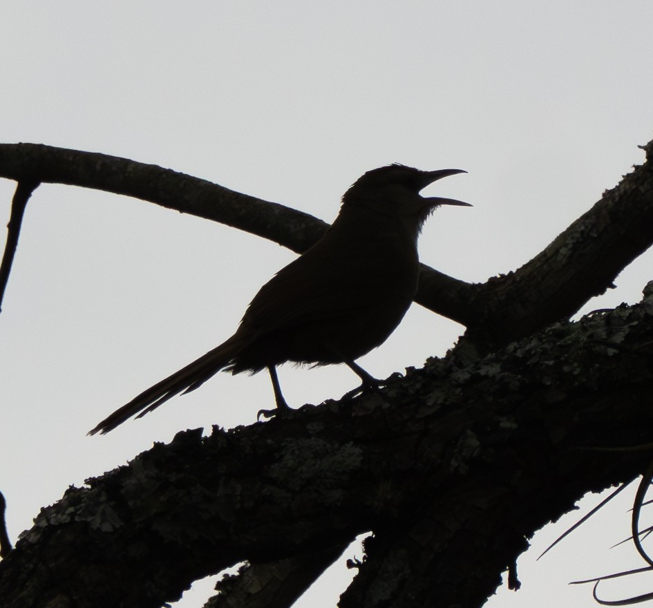 Рыжелобый эспинеро - ML646886822