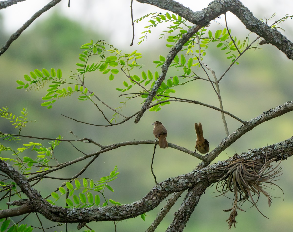 Рыжелобый эспинеро - ML646886823