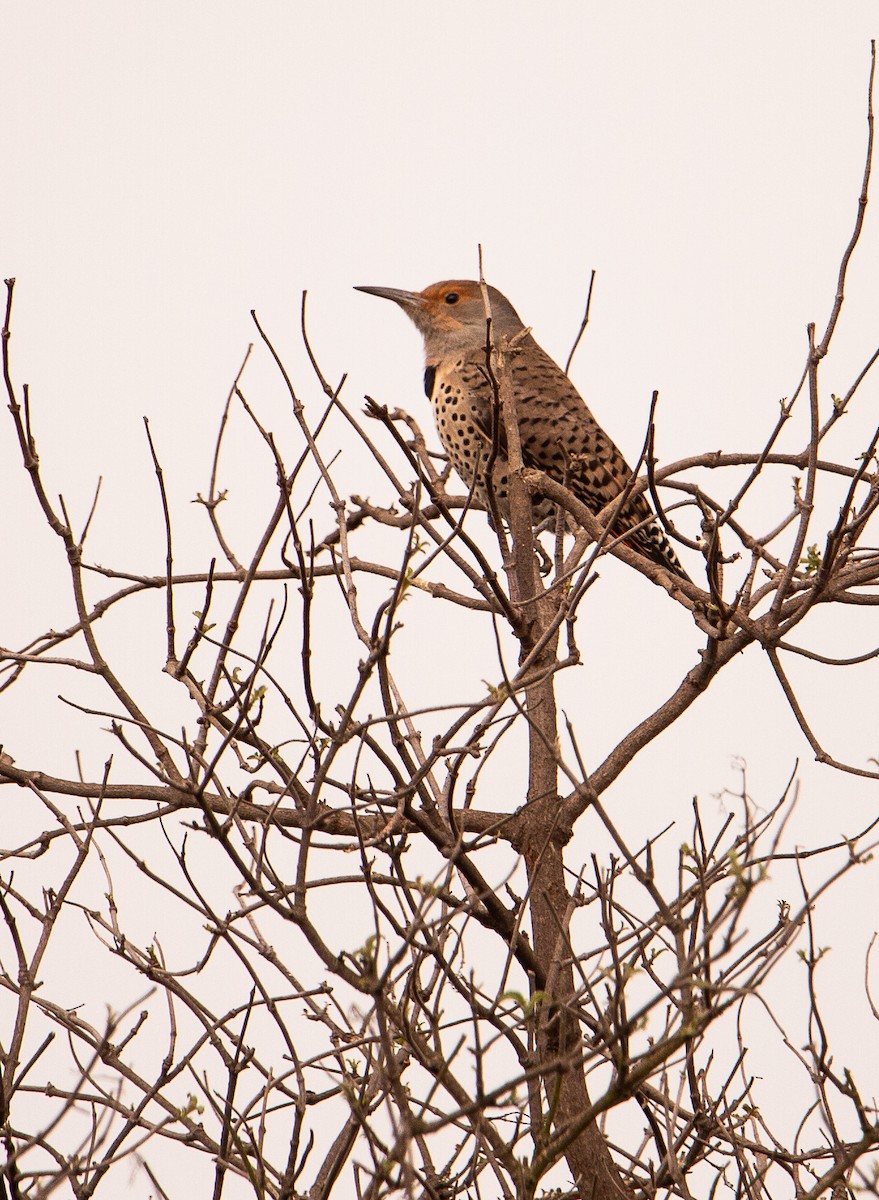 Шилоклювый дятел - ML646886824
