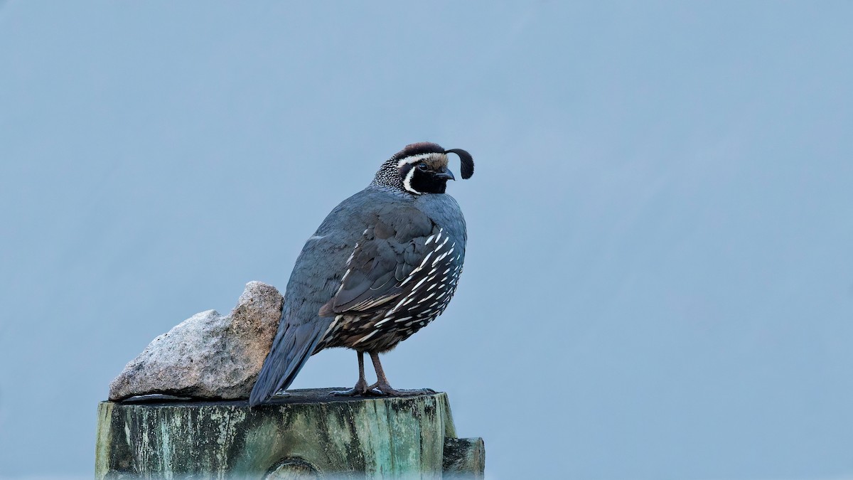 Калифорнийский перепел - ML646886825