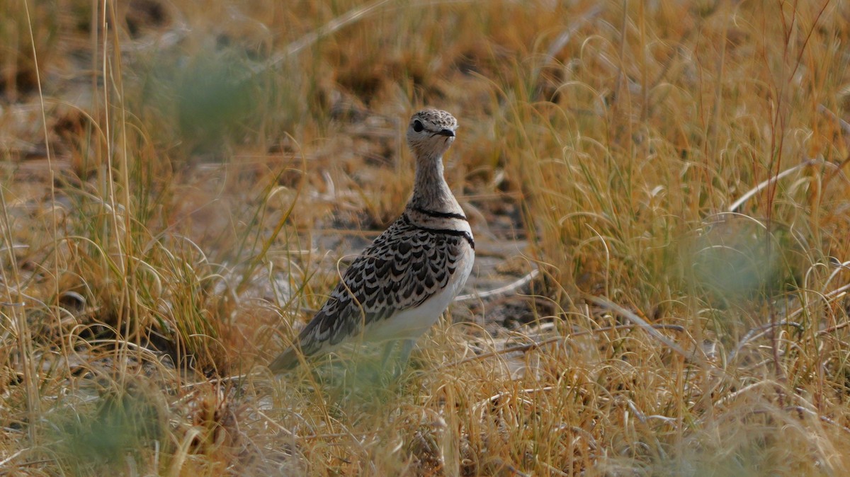 Двухполосый бегунок - ML646886826