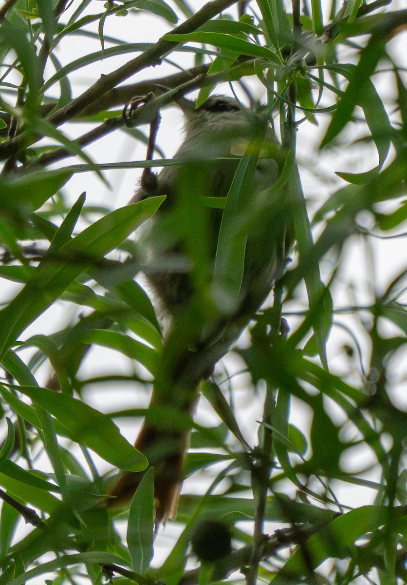 Пестрошапочная курутия - ML646886827