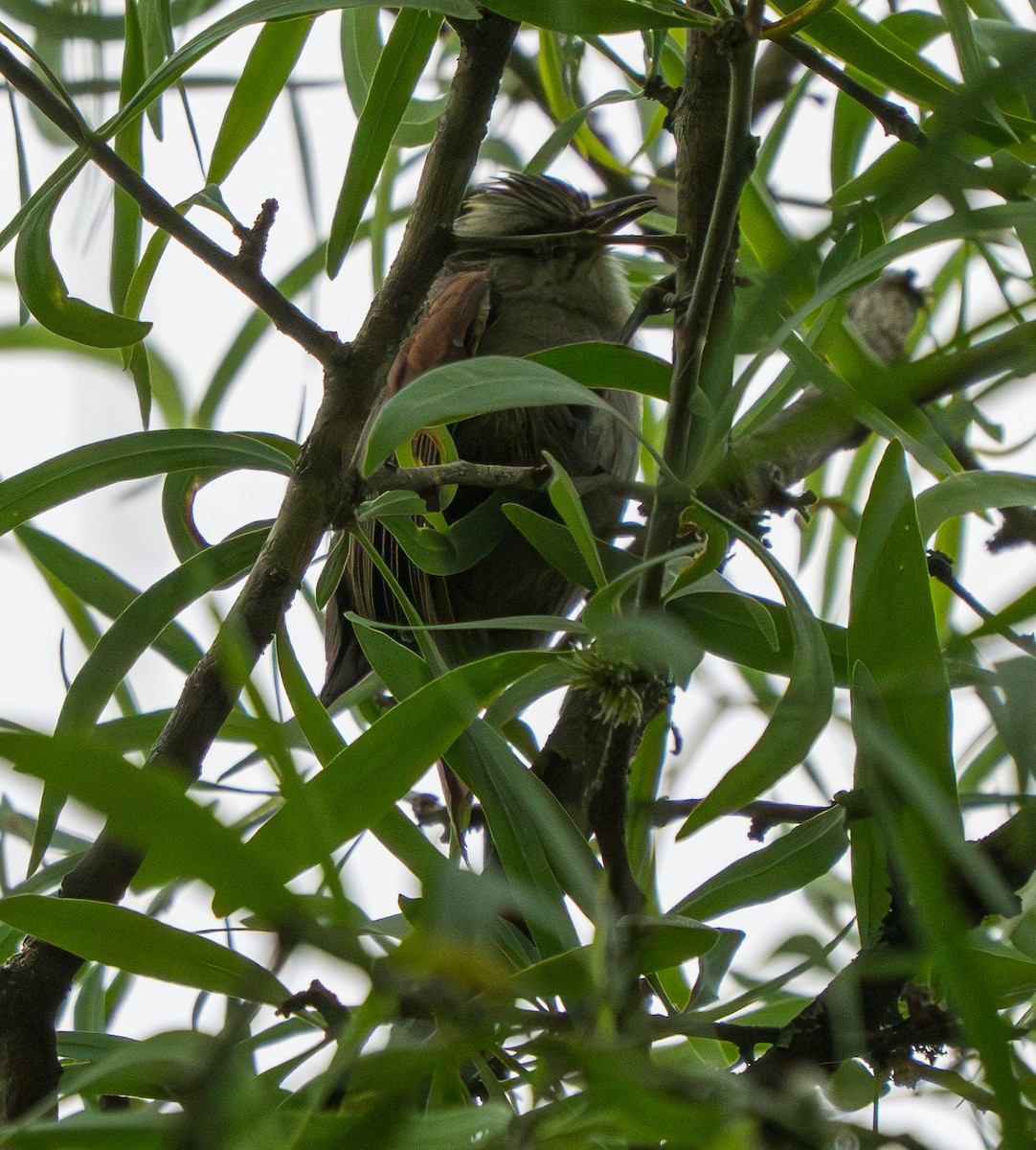 Пестрошапочная курутия - ML646886828